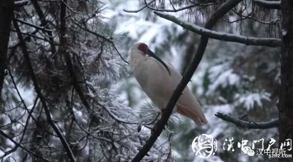 漢中的“國寶”們這樣過冬