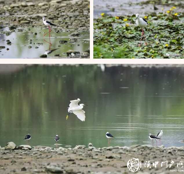 暴雨過后，漢中驚現(xiàn)“長腿歐巴”！