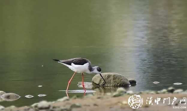 暴雨過后，漢中驚現(xiàn)“長腿歐巴”！