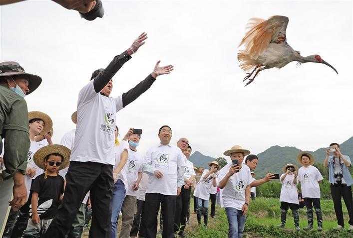 “鹮田一分”：一分朱鹮舞 一分香稻谷