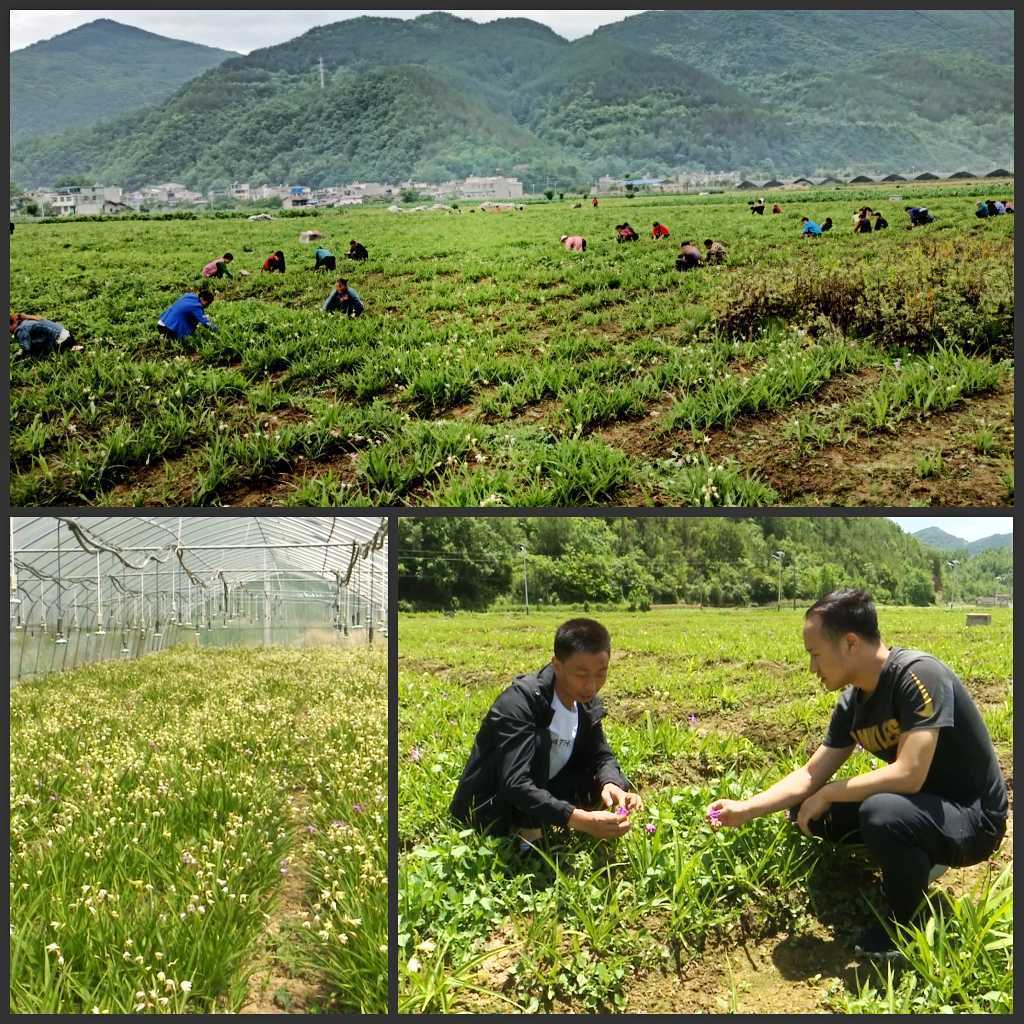 陜西鎮(zhèn)巴縣：白芨花開致富路