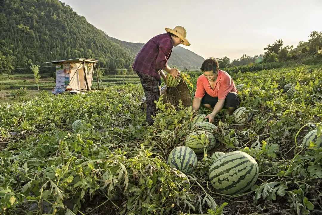 累計減貧78799人！看南鄭是怎么做到的...