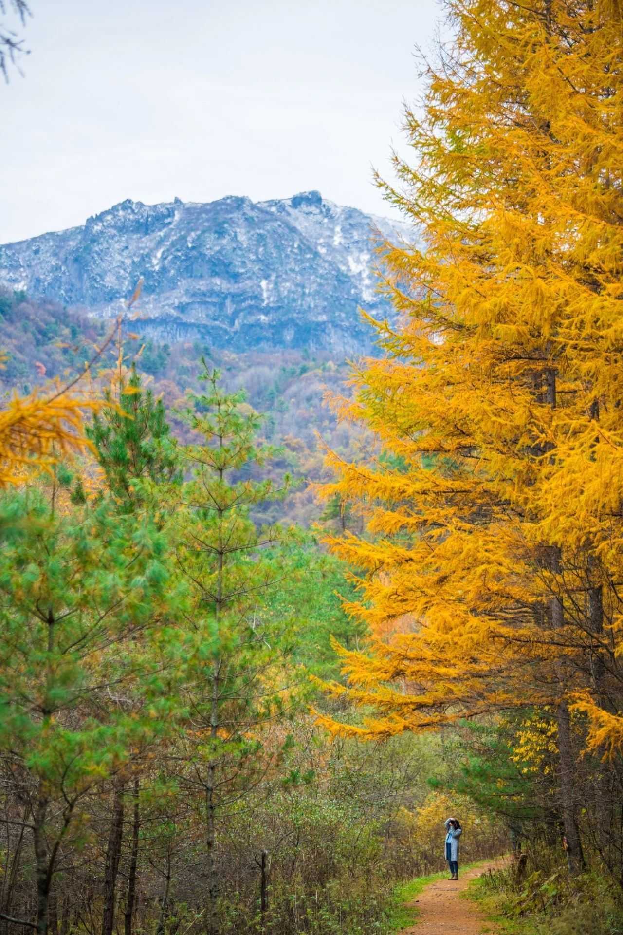 陜西留壩縣:一場(chǎng)紅葉盛宴的絕美樂(lè)章拉開(kāi)帷幕