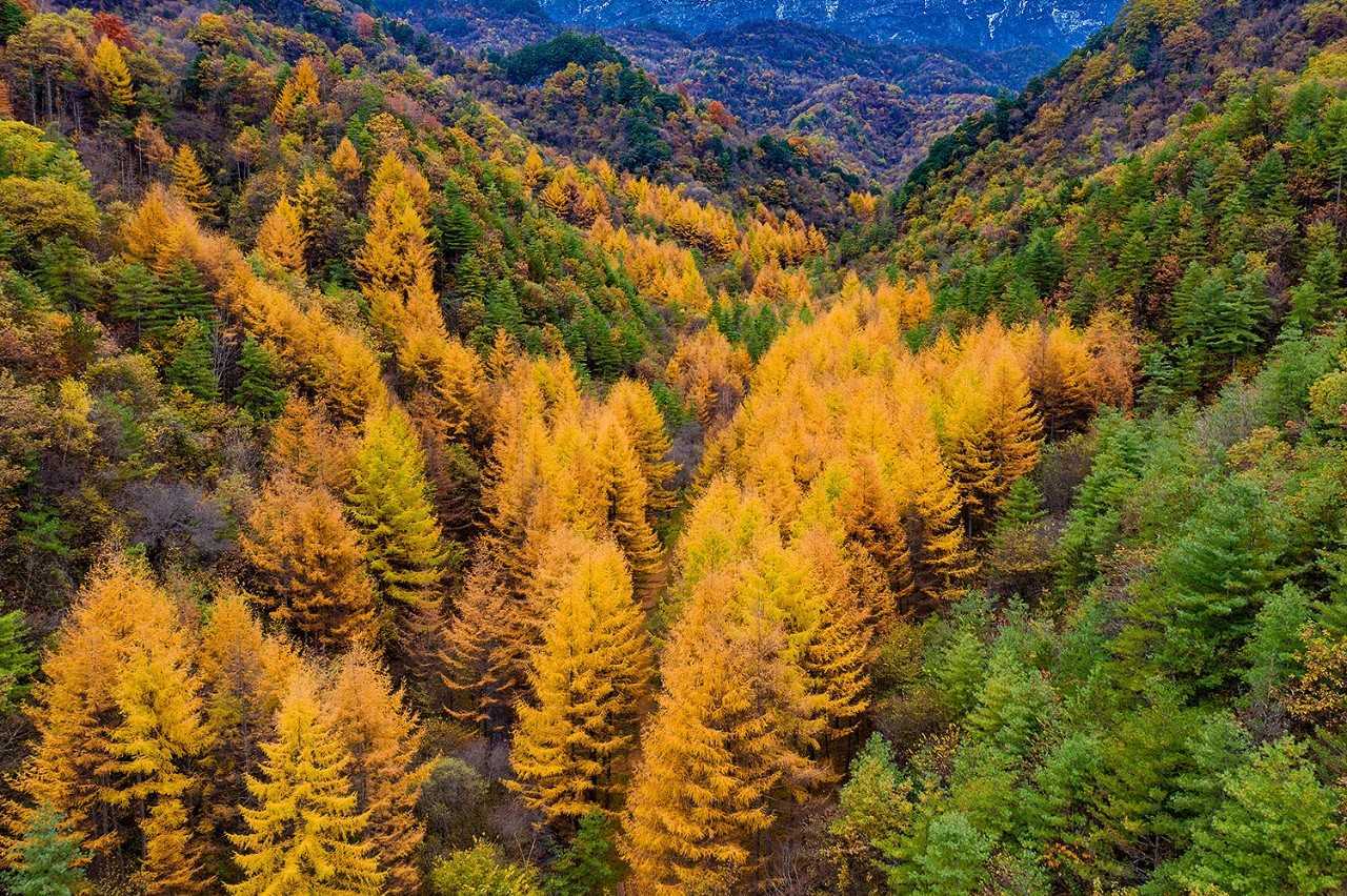 陜西留壩縣:一場(chǎng)紅葉盛宴的絕美樂(lè)章拉開(kāi)帷幕