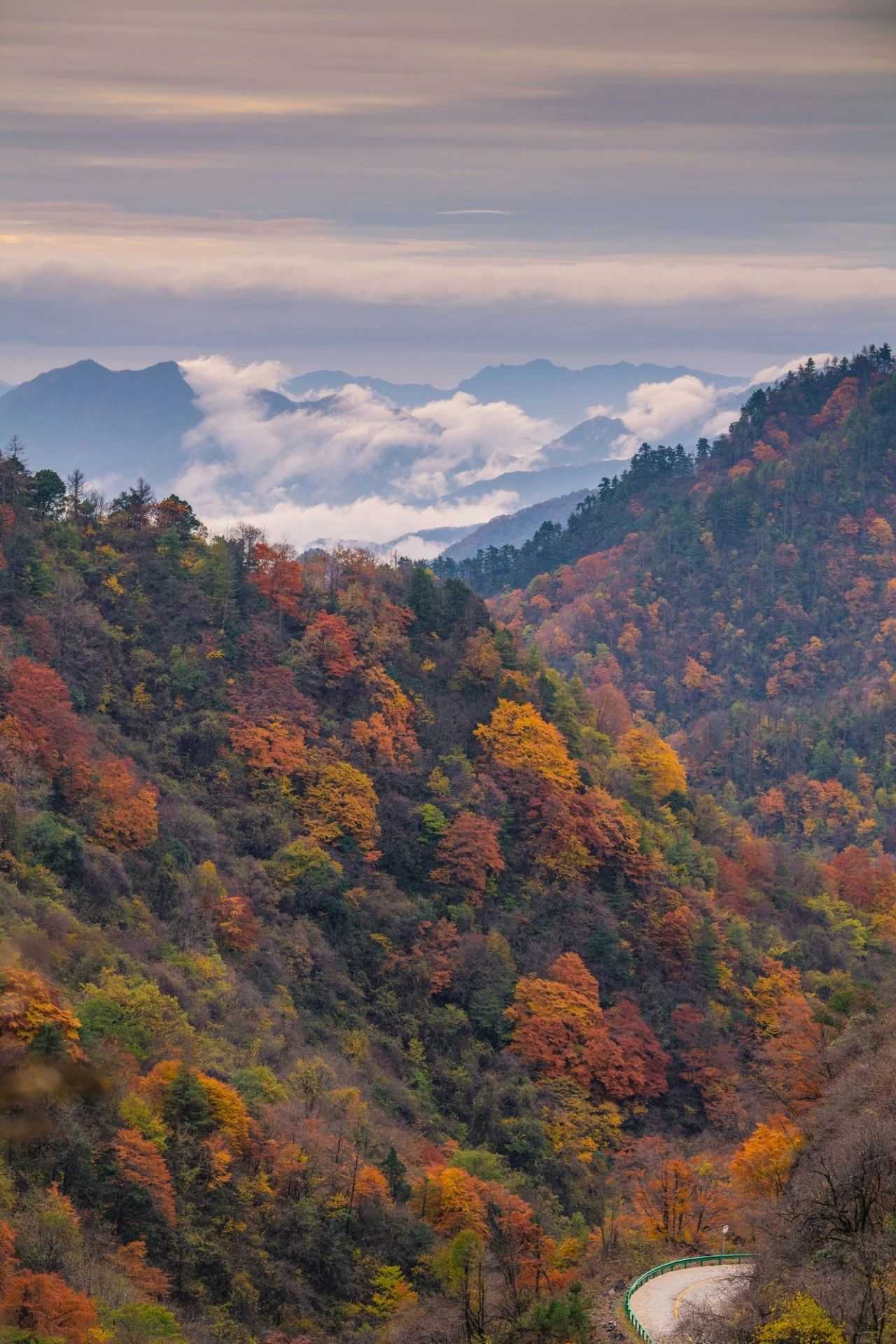 陜西留壩縣:一場(chǎng)紅葉盛宴的絕美樂(lè)章拉開(kāi)帷幕