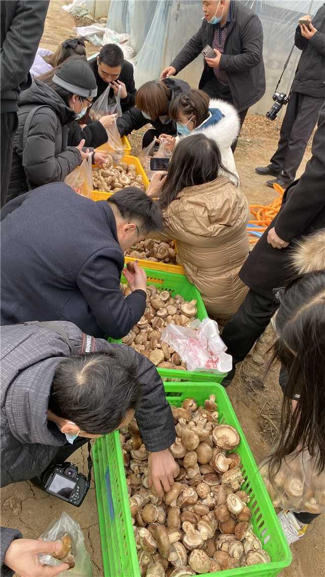 【新春走基層】留壩青崗坪村：黨員干部帶頭食用菌產(chǎn)業(yè)  鼓起村民“錢(qián)袋子”