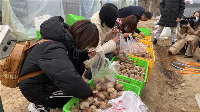 【新春走基層】留壩青崗坪村：黨員干部帶頭食用菌產(chǎn)業(yè)  鼓起村民“錢(qián)袋子”