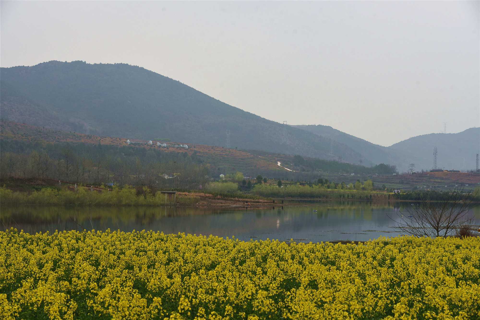 “2021中國(guó)最美油菜花?！h中旅游文化節(jié)”南鄭分會(huì)場(chǎng)啟幕