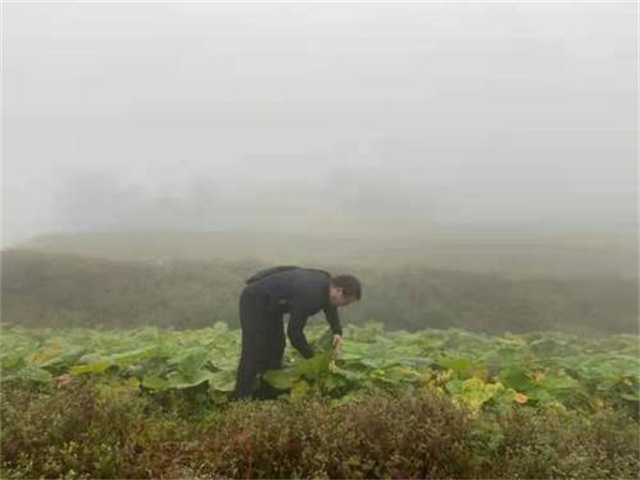 鎮(zhèn)巴茶葉2.jpg