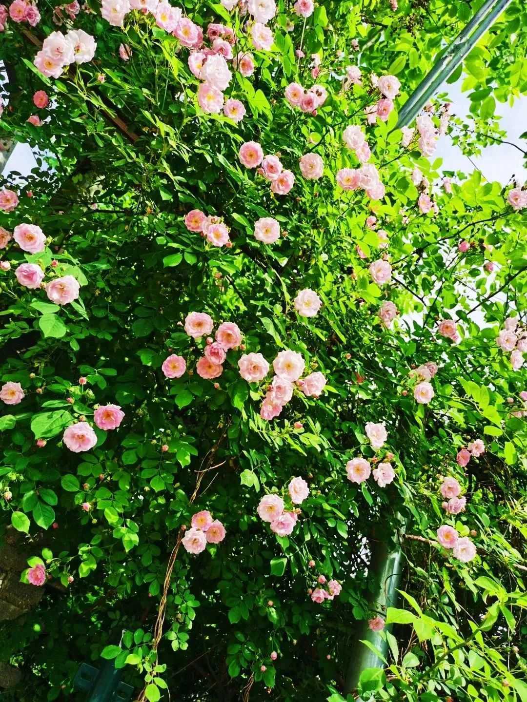 顏值滿分，漢中這里的薔薇花開啦