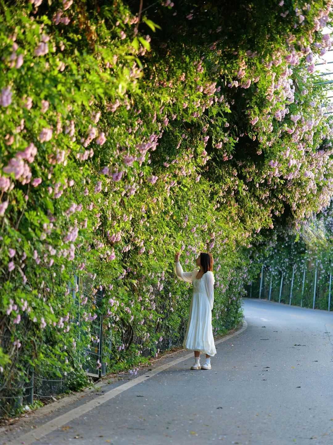 顏值滿分，漢中這里的薔薇花開啦