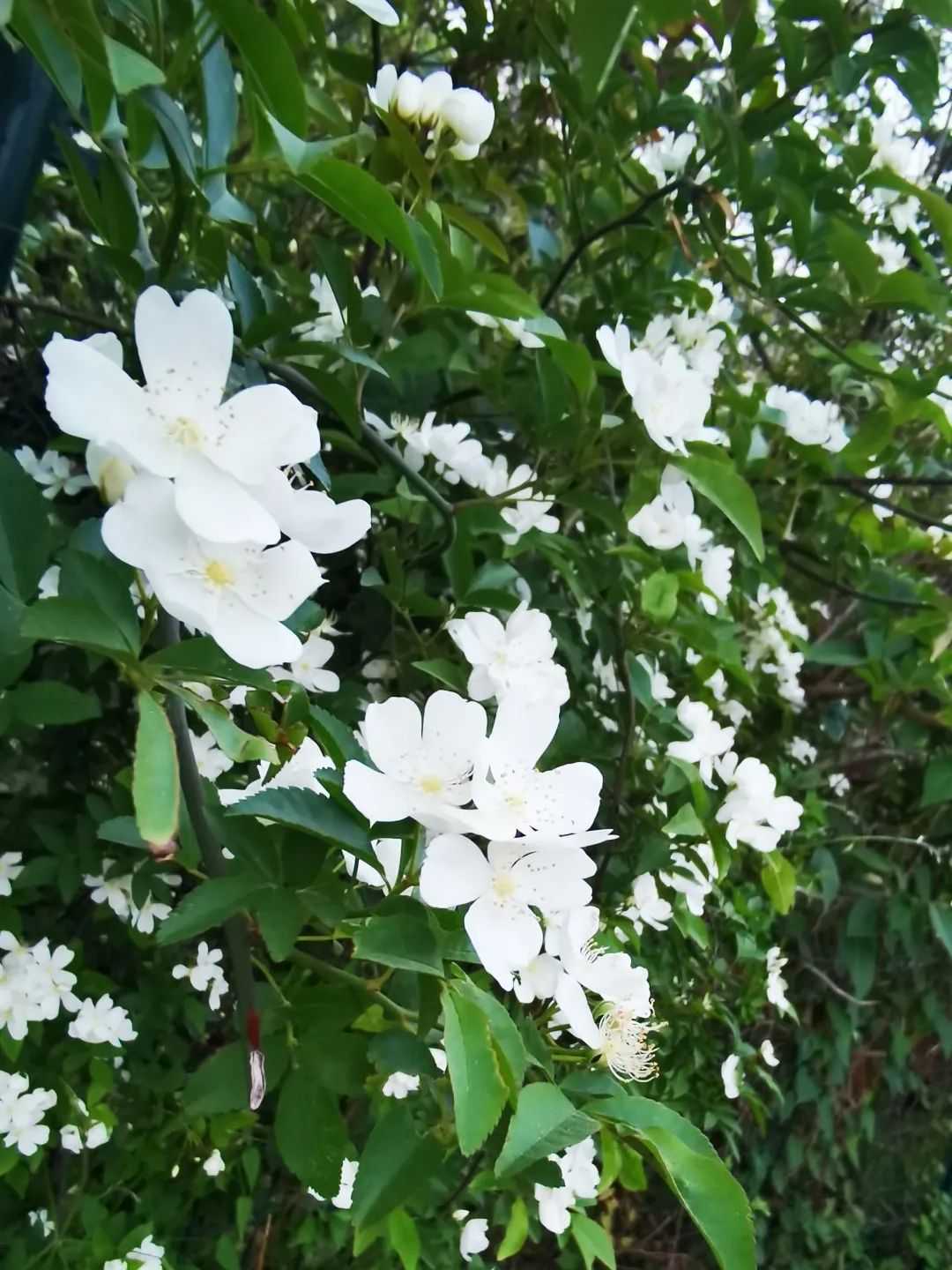 顏值滿分，漢中這里的薔薇花開啦