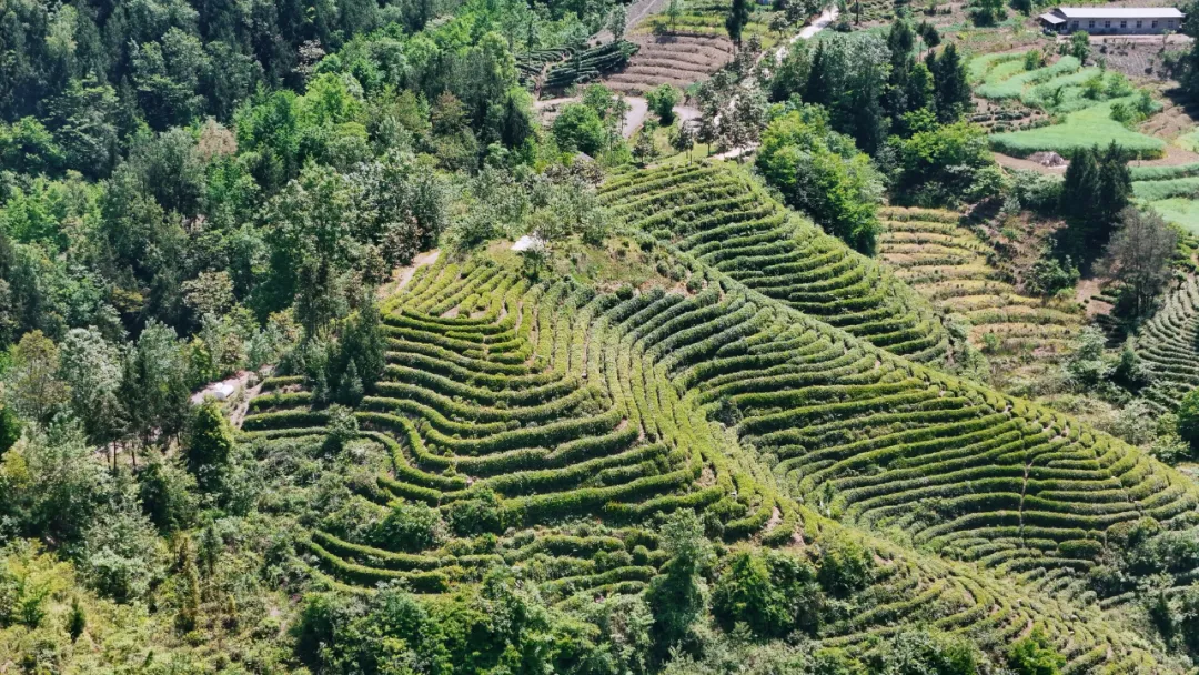 西鄉(xiāng)縣高川鎮(zhèn)第三屆“生態(tài)茶鄉(xiāng)·高川味道”茶事活動(dòng)精彩紛呈！