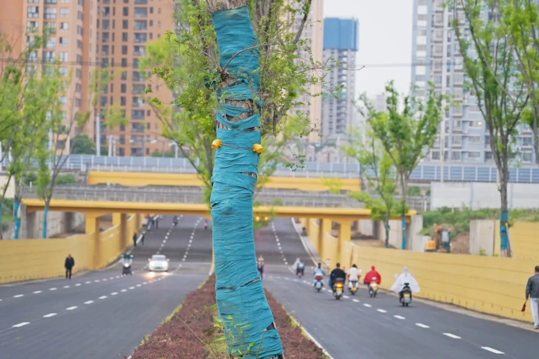 出行方便了！漢中興漢新區(qū)惠府路主車道通車！