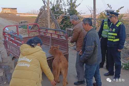 洋縣高速路段闖入一頭小牛犢，路管員及時(shí)驅(qū)趕化險(xiǎn)