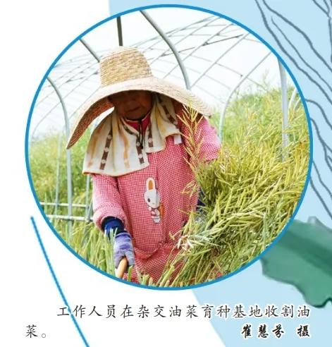 中國油菜的“漢中芯”！探尋背后硬核→