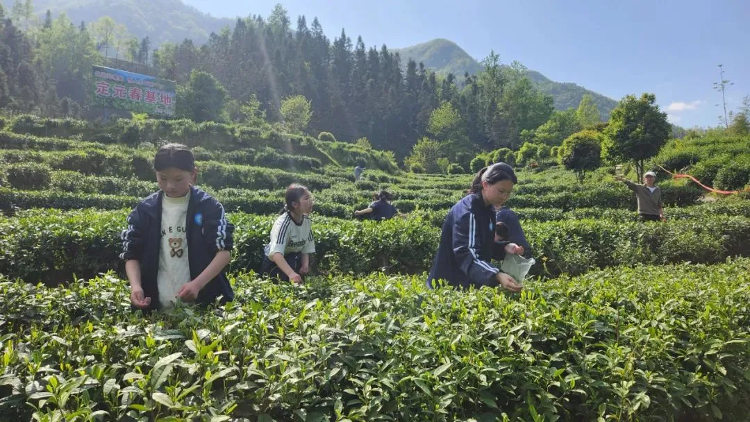 漢中有位“國(guó)茶大師”