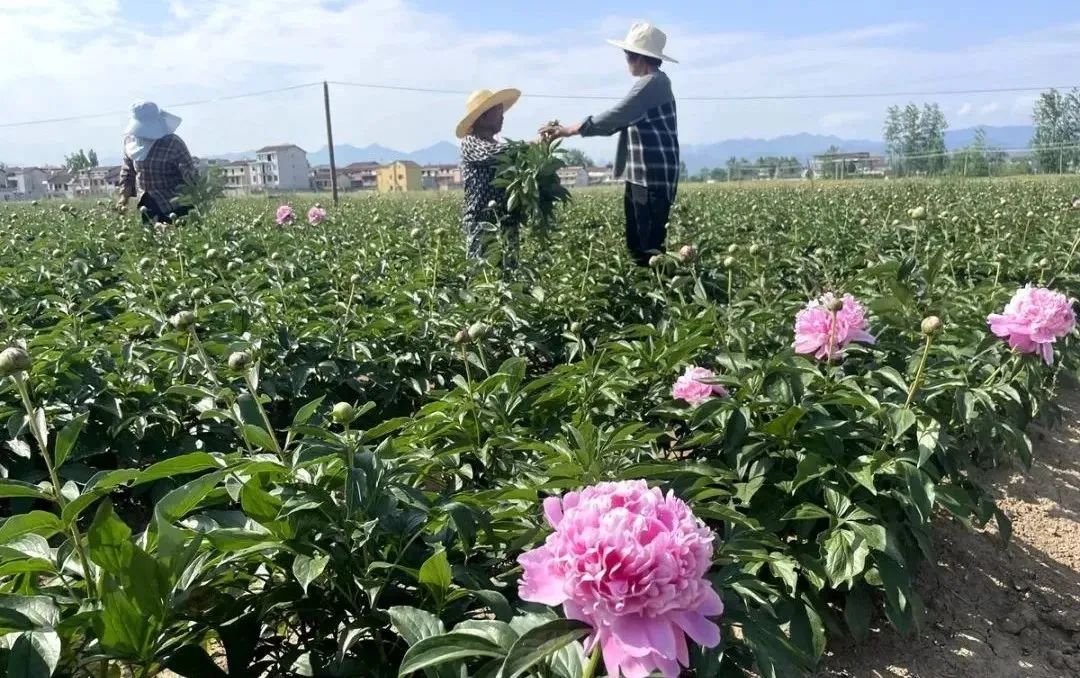 漢中這些地方，藏著令人向往的滿分初夏時(shí)光！