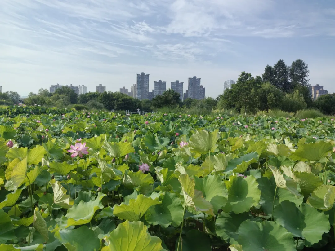 20多家中省媒體聚焦！重點關(guān)注漢中生態(tài)畫卷→